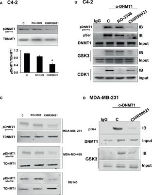 Re-Expression of ERα and AR in Receptor Negative Endocrine Cancers via GSK3 Inhibition